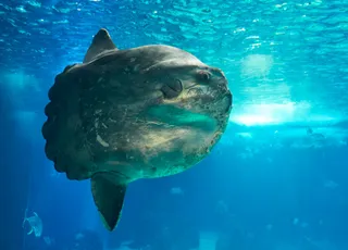 У берегов Азорских островов обнаружена самая большая костистая рыба в мире.